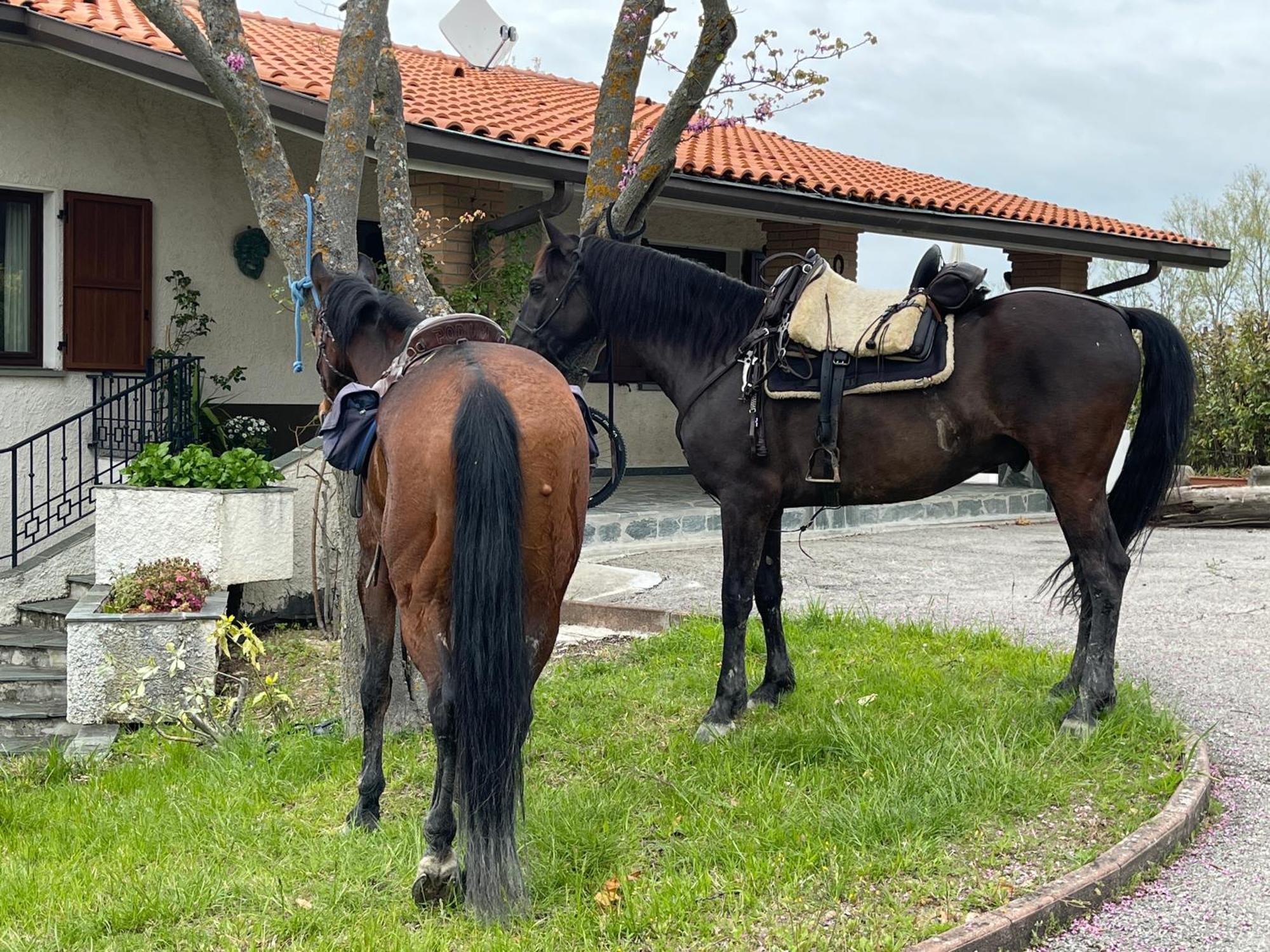 B&B Il Sentiero Dei Goti Monte Grimano Terme Dış mekan fotoğraf